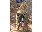 Adopt Gretta a Brindle Mountain Cur / Mixed dog in Melbourne, AR (41077096)