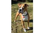 Adopt Bert a Tan/Yellow/Fawn - with White Boxer / Mixed dog in Davis