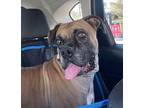 Adopt Fritz a Tan/Yellow/Fawn Boxer / Mixed dog in Davis, CA (41077092)