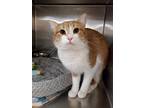 Adopt Peter Piper a Orange or Red Domestic Shorthair / Mixed Breed (Medium) /