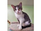 Adopt Belle a Brown Tabby Domestic Shorthair (short coat) cat in Scottsburg