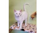 Adopt Snow White a White Domestic Shorthair (short coat) cat in Scottsburg