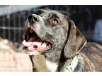 Adopt Ranger a Black - with White Beagle / Plott Hound / Mixed dog in Aurora