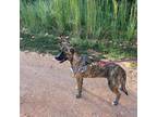 Adopt Gabby a Brindle Mountain Cur / Mixed dog in Melbourne, AR (41077036)