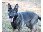 Adopt Margot a Tan/Yellow/Fawn - with Black German Shepherd Dog / Mixed dog in