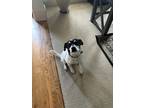Adopt Hunter a White - with Black Australian Cattle Dog / Bluetick Coonhound /