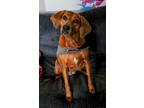 Adopt Elly P. a Red/Golden/Orange/Chestnut Redbone Coonhound / Beagle / Mixed