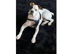 Adopt Tiny Tim a White - with Tan, Yellow or Fawn Boxer / Mixed dog in