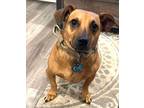 Adopt Beau a Red/Golden/Orange/Chestnut Dachshund / Boxer / Mixed dog in