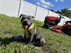 Adopt Tang a Gray/Silver/Salt & Pepper - with White Staffordshire Bull Terrier /