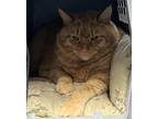 Adopt Milo a Orange or Red Tabby Domestic Shorthair (short coat) cat in