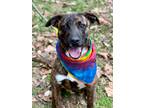 Adopt Nemo a German Shepherd Dog / Mixed dog in Darlington, SC (40190607)