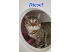 Adopt Diesel a Brown Tabby Domestic Shorthair / Mixed Breed (Medium) / Mixed