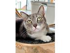 Adopt Mila a American Shorthair / Mixed (short coat) cat in San Diego