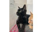 Adopt Raven "Yuma a All Black Bombay / Mixed (short coat) cat in New Braunfels
