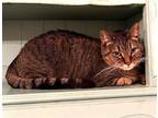 Adopt Sam a Brown Tabby Domestic Shorthair / Mixed (short coat) cat in Mobile