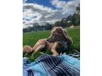 Adopt Sunny a Tan/Yellow/Fawn Beagle / Collie / Mixed dog in New York