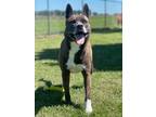 Adopt Makoto a Akita / Mixed dog in Hartford City, IN (40941470)