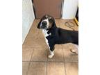 Adopt Rambo a Treeing Walker Coonhound / Mixed dog in Marion, OH (40649994)