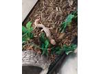 Adopt Sigma a Gecko reptile, amphibian, and/or fish in Cincinnati, OH (41060386)
