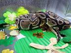 Adopt Shield a Snake reptile, amphibian, and/or fish in Cincinnati