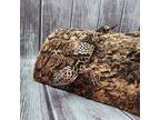 Adopt Sven a Gecko reptile, amphibian, and/or fish in Cincinnati, OH (41060379)