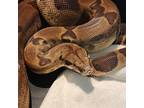 Adopt Athena a Snake reptile, amphibian, and/or fish in Cincinnati
