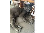 Adopt Trout a Gray, Blue or Silver Tabby Domestic Shorthair (short coat) cat in