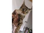 Adopt Sarah a Brown Tabby Domestic Shorthair / Mixed (short coat) cat in