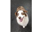 Adopt Tubbers a Red/Golden/Orange/Chestnut - with White Australian Shepherd /