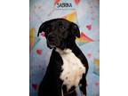 Adopt Sabrina a Labrador Retriever dog in Littleton, CO (41075627)