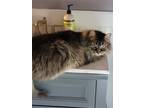 Adopt Misha maine coon barn cat a Brown Tabby Maine Coon / Mixed (long coat) cat