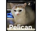 Adopt Pelican a White Domestic Shorthair / Mixed Breed (Medium) / Mixed (short