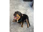 Adopt Rubix a Black - with Brown, Red, Golden, Orange or Chestnut Jack Russell