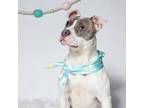 Adopt Tunia - a White American Pit Bull Terrier / Mixed Breed (Medium) / Mixed