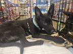 Adopt Aurora a Brindle Dutch Shepherd / Mixed dog in Richmond, CA (41075177)