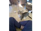 Adopt Sage a Gray, Blue or Silver Tabby Domestic Shorthair cat in Pinson