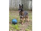 Adopt Stanley a German Shepherd Dog / Mixed dog in Little Rock, AR (41072250)