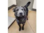 Adopt Willie a Gray/Blue/Silver/Salt & Pepper Labrador Retriever / Chow Chow /