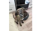 Adopt Cherry a Brindle - with White German Shepherd Dog / Mixed dog in Davis