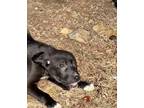 Adopt RAVEN sm a Black - with White Labrador Retriever / Beagle / Mixed dog in
