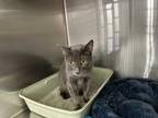 Adopt Hobbi a Gray or Blue Russian Blue (short coat) cat in Alhambra