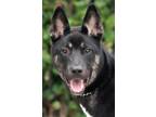 Adopt Bandit von Brandis a Black - with Tan, Yellow or Fawn Dutch Shepherd /