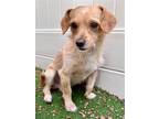 Adopt Sampson a Tan/Yellow/Fawn Jack Russell Terrier / Cocker Spaniel / Mixed
