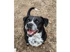 Adopt Ruttie a Black - with White Australian Cattle Dog / Basset Hound / Mixed