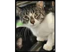 Adopt Bluejay a Brown Tabby Domestic Shorthair / Mixed Breed (Medium) / Mixed