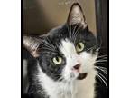 Adopt Emu a All Black Domestic Shorthair / Mixed Breed (Medium) / Mixed (short