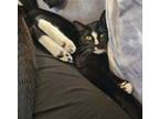 Adopt Bowtie a Black & White or Tuxedo American Shorthair (short coat) cat in