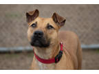 Adopt Yuba a Tan/Yellow/Fawn Mixed Breed (Small) / Mixed Breed (Medium) / Mixed