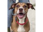Adopt Lexi fka Rita a Brown/Chocolate Mixed Breed (Small) / Mixed Breed (Medium)